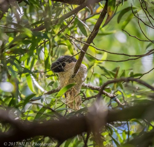Grey Fantail, Greens Bush, Mornington Penninsula National Park, Vic