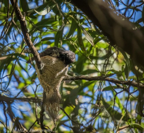 Grey Fantail, Greens Bush, Mornington Penninsula National Park, Vic