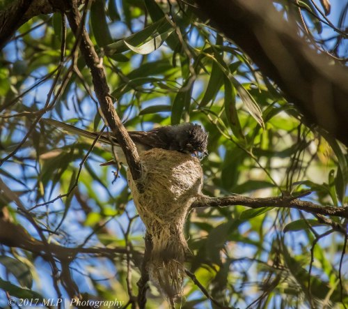 Grey Fantail, Greens Bush, Mornington Penninsula National Park, Vic