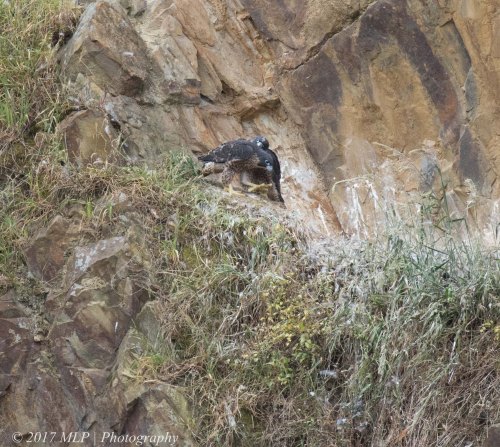 Juvenile Peregrine Falcons, Moorooduc Quarry, Mt Eliza, Vic