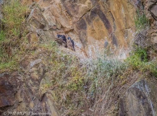 Juvenile Peregrine Falcons, Moorooduc Quarry, Mt Eliza, Vic