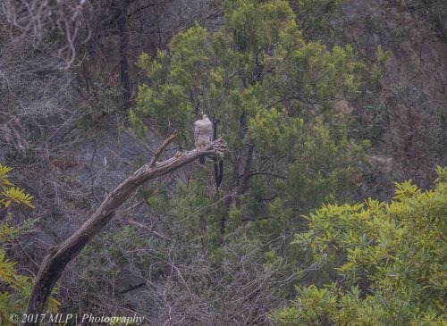 Peregrine Falcon, Moorooduc Quarry, Mt Eliza, Vic