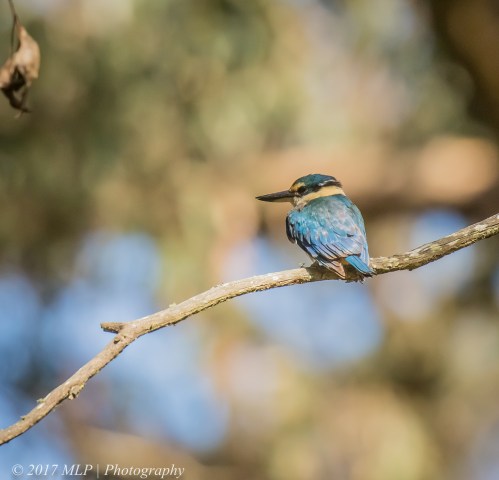 Sacred Kingfisher, Greens Bush, Mornington Penninsula National Park, Vic