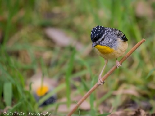 Spotted Pardalote, Moorooduc Quarry, Mt Eliza, Vic