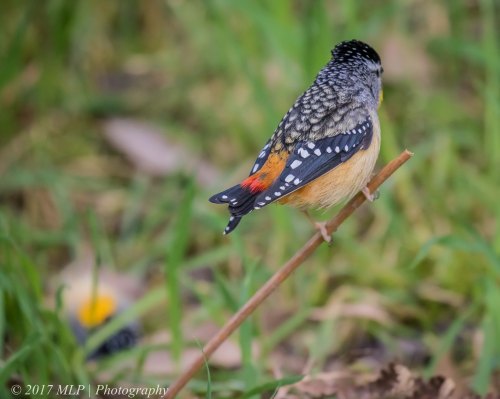 Spotted Pardalote, Moorooduc Quarry, Mt Eliza, Vic