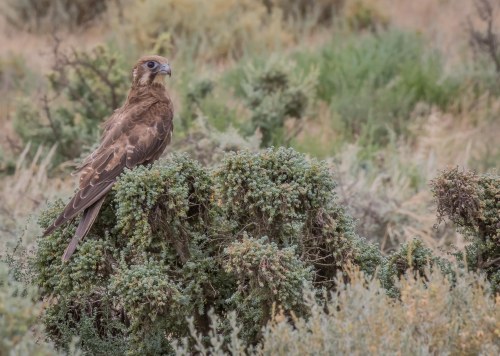 Brown Falcon, Lake Tutchewop, Kerang, Vic