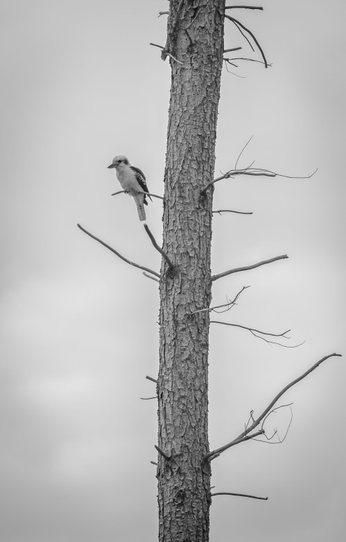 Laughing Kookaburra, Rotunda Reserve, Newstead, Vic