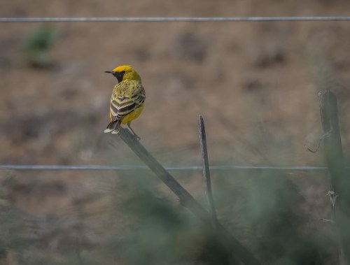 Orange Chat, Lake Tutchewop, Kerang, Vic, 30 Dec 2017