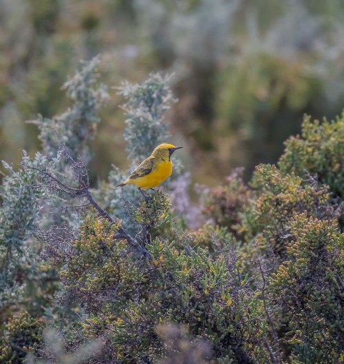 Orange Chat, Lake Tutchewop, Kerang, Vic, 30 Dec 2017
