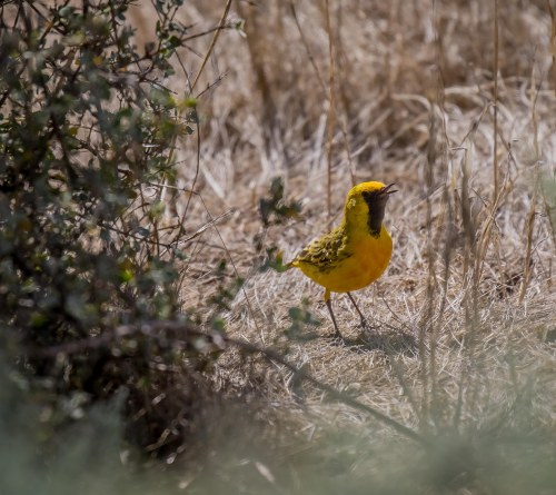 Orange Chat, Lake Tutchewop, Kerang, Vic, 30 Dec 2017