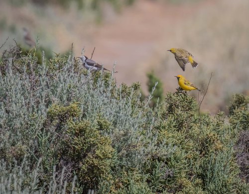 Orange Chats, Lake Tutchewop, Kerang, Vic