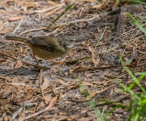 White-browed Scrubwren, Greens Bush, Mornington Peninsula National park, Vic,