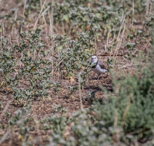 White Fronted Chat, Lake Tutchewop, Kerang, Vic, 30 Dec 2017