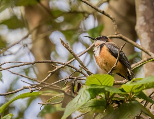 Eastern Spinebill, Greens Bush, Mornington Peninsula National park, Vic