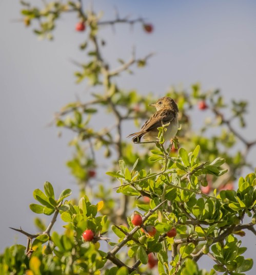 Golden headed Cisticola, Tootgarook Wetlands, Tootgarook, Vic