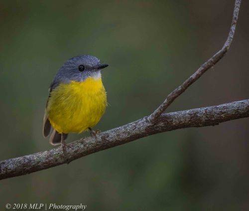 Eastern yellow Robin, Greens Bush, Mornington Peninsula National Park, Vic