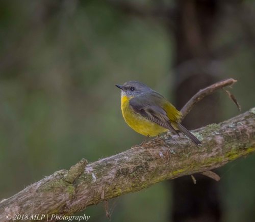 Eastern yellow Robin, Greens Bush, Mornington Peninsula National Park, Vic