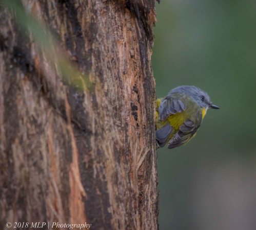 Eastern yellow Robin, Greens Bush, Mornington Peninsula National Park, Vic