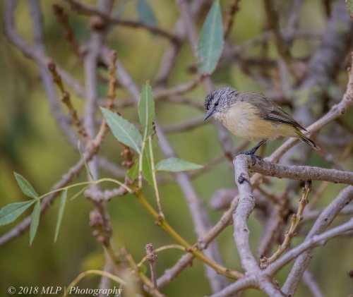 Yellow-rumped Thornbill, Willowind, Moorooduc, Vic