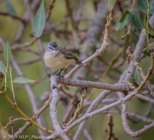 Yellow-rumped Thornbill, Willowind, Moorooduc, Vic