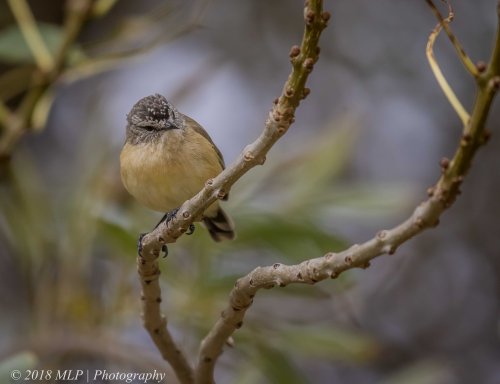 Yellow-rumped Thornbill, Willowind, Moorooduc, Vic