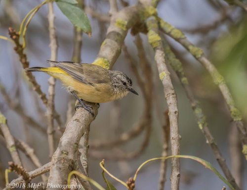 Yellow-rumped Thornbill, Willowind, Moorooduc, Vic