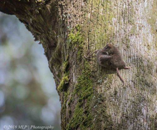 Brown Antechinus, Greens Bush, Mornington Peninsula National Park, Vic