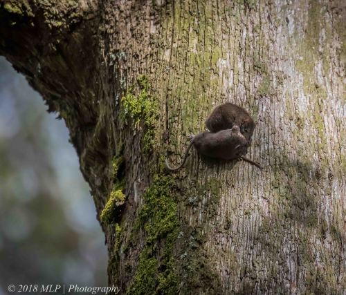Brown Antechinus, Greens Bush, Mornington Peninsula National Park, Vic