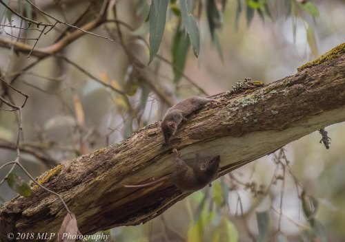 Brown Antechinus, Greens Bush, Mornington Peninsula National Park, Vic