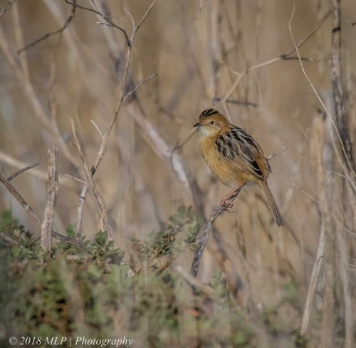 Golden-headed Cisticola, Western Treatment plant, Werribee, Vic
