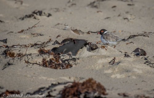 Hooded Plover, Flinders Ocean Beach, Flinders, Vic