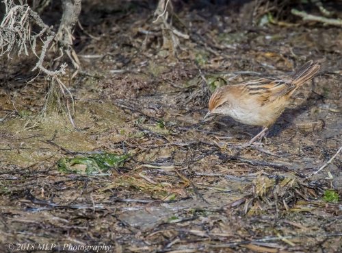 Little Grassbird, Western Treatment Plant, Werribee, Vic