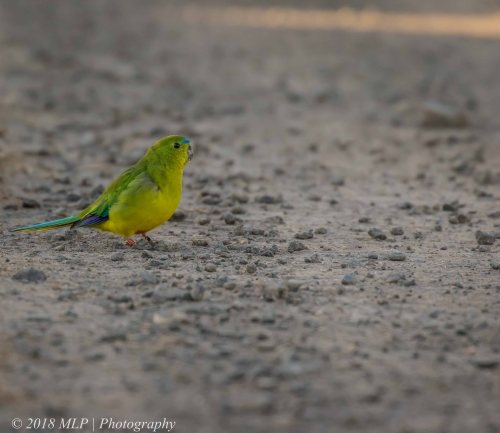 Orange-bellied parrot, Western Treatment plant, Werribee