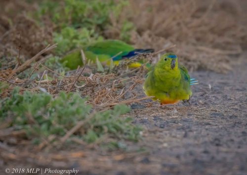 Orange-bellied parrot, Western Treatment plant, Werribee