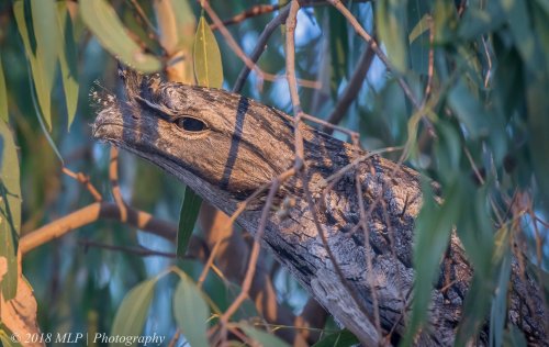Tawny Frogmouth, Braeside Park, Vic