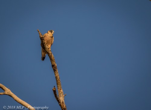 Australian Hobby, Greens Bush, Mornington Peninsula National Park