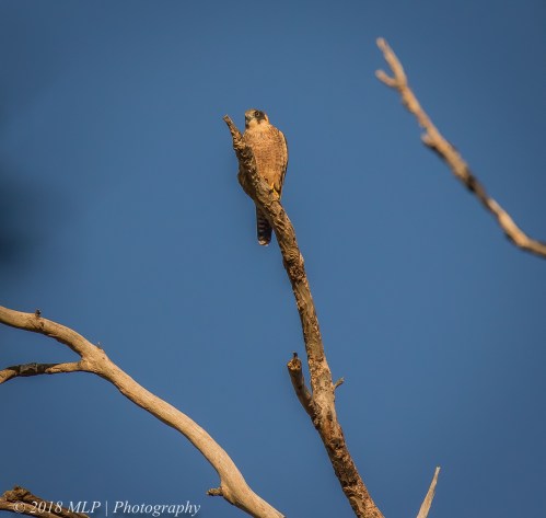 Australian Hobby, Greens Bush, Mornington Peninsula National Park