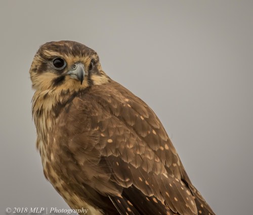 Brown Falcon, Western Treatment Plant, Werribee, Vic