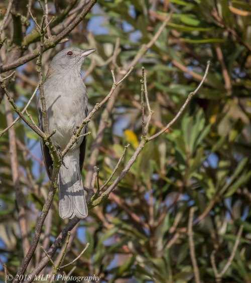 Grey Shrike-thrush, Greens Bush, Mornington Peninsula National Park