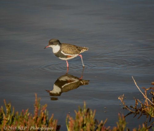 Red -kneed Dotterel, Western Treatment Plant, Werribee, Vic