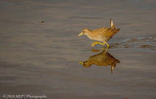 Spotted Crake, Western Treatment Plant, Werribee, Vic