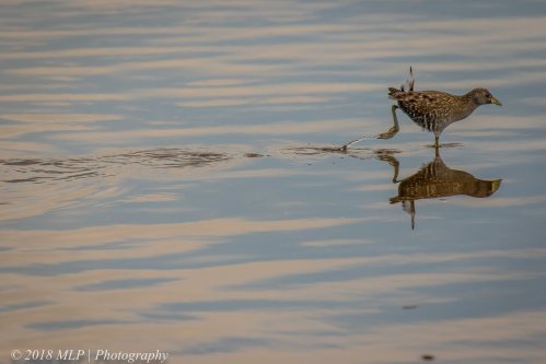 Spotted Crake, Western Treatment Plant, Werribee, Vic