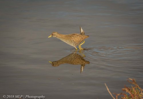 Spotted Crake, Western Treatment Plant, Werribee, Vic