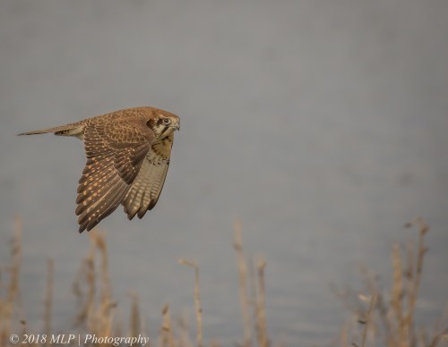 Brown Falcon, Western Treatment Plant, Werribee, Vic