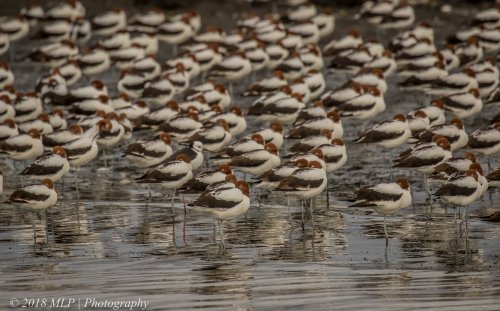 Red-necked Avocet, Western Treatment Plant, Werribee, Vic
