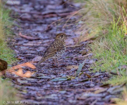 Bassian Thrush, Greens Bush, Mornington Peninsula National Park, Vic