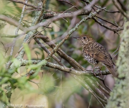Bassian Thrush, Greens Bush, Mornington Peninsula National Park, Vic