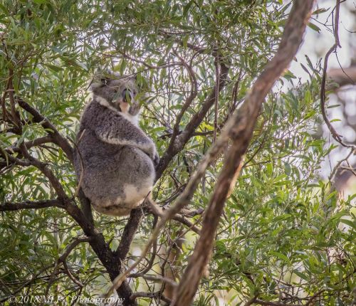 Koala, Greens Bush, Mornington Peninsula National Park, Vic