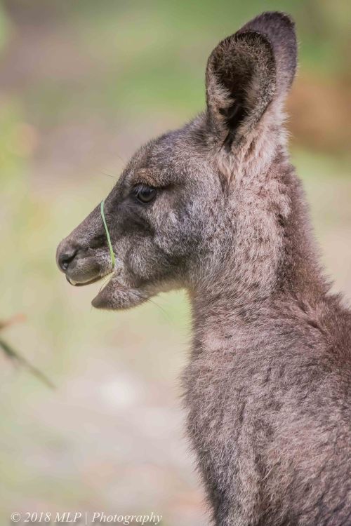 Grey Kangaroo, Greens Bush, Mornington Peninsula National Park, Vic