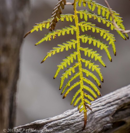 Bracken, Greens Bush, Mornington Peninsula National Park, Vic